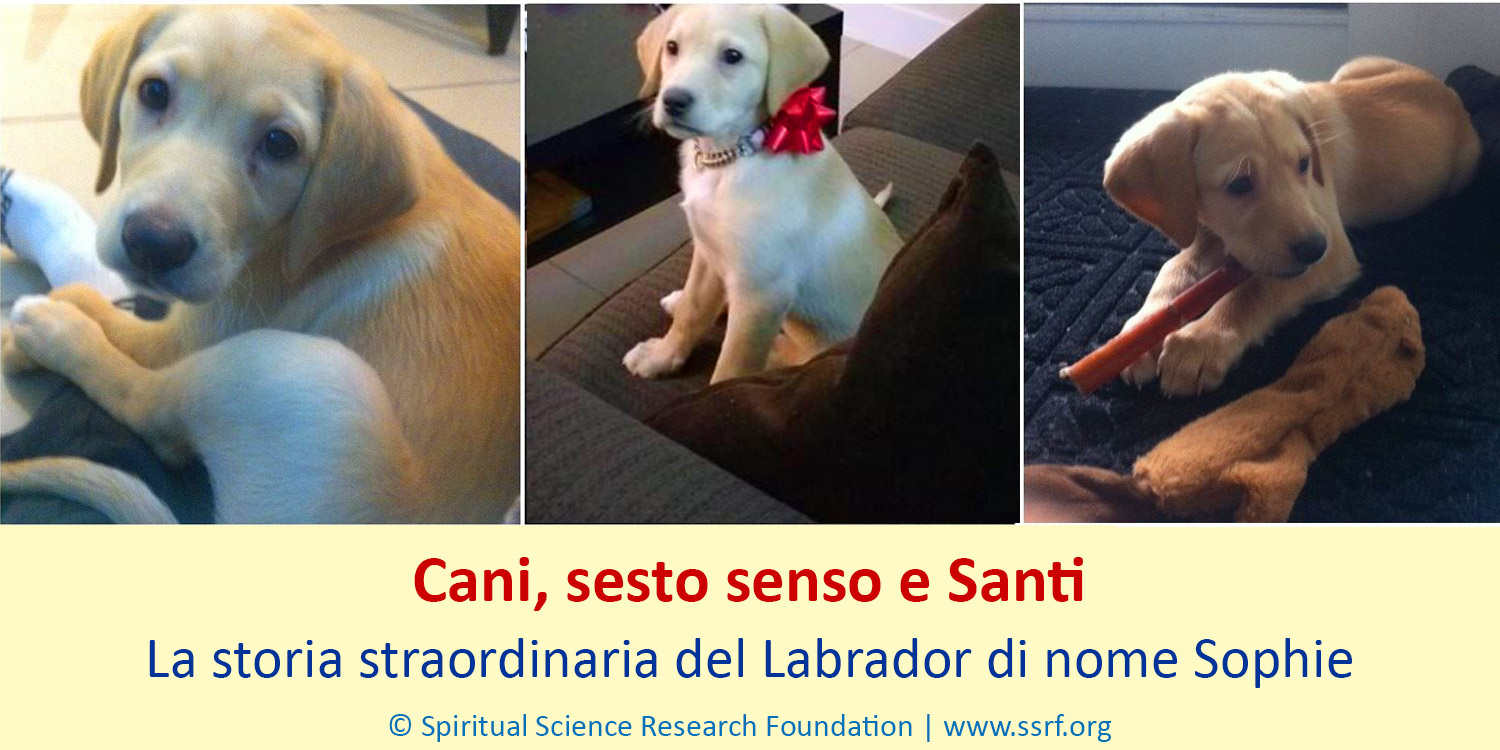 Cani, sesto senso e Santi - La storia straordinaria del Labrador di nome Sophie
